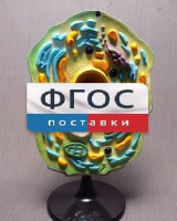 Модель "Клетка растения" - fgospostavki.ru - Калуга