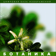 Ботаника. (Цифровая база изображений) - fgospostavki.ru - Калуга