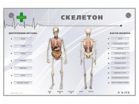 Электрифицированный стенд-тренажер "Скелетон" - fgospostavki.ru - Калуга
