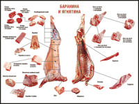 Таблица "Правила разделки мясных туш. Баранина и ягнятина" (100х140 сантиметров, винил) - fgospostavki.ru - Калуга