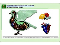 Рельефная таблица "Внутреннее строение голубя" (формат А1, матовое ламинирование) - fgospostavki.ru - Калуга