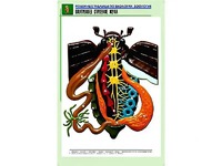 Рельефная таблица "Внутреннее строение жука" (формат А1, матовое ламинирование) - fgospostavki.ru - Калуга