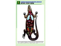 Рельефная таблица "Внутреннее строение ящерицы" (формат А1, матовое ламинирование) - fgospostavki.ru - Калуга