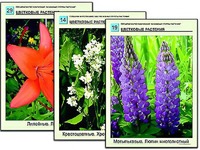Гербарий фотографический "Основные группы растений" - fgospostavki.ru - Калуга