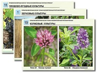 Гербарий фотографический "Сельскохозяйственные растения России" - fgospostavki.ru - Калуга