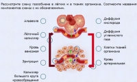 Интерактивные курсы. Биология 9 класс. Расширенный. - fgospostavki.ru - Калуга