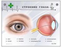 Интерактивный стенд "Строение глаза" - fgospostavki.ru - Калуга