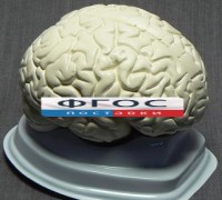 Модель "Мозг в разрезе" (белый) - fgospostavki.ru - Калуга