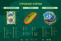 Электрифицированный стенд "Строение клетки" с маркерными полями - fgospostavki.ru - Калуга