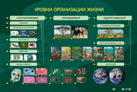 Электрифицированный стенд "Уровни организации жизни" - fgospostavki.ru - Калуга