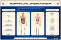 Электрифицированный стенд-тренажер c макетом скелета "Анатомическое строение человека" - fgospostavki.ru - Калуга