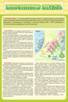 Стенд "Биосинтез белка" - fgospostavki.ru - Калуга