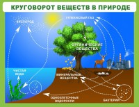 Стенд "Круговорот веществ" - fgospostavki.ru - Калуга