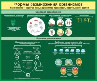Стенд "Формы размножения организмов" - fgospostavki.ru - Калуга