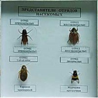 Коллекция энтомологическая "Представители отряда насекомых" - fgospostavki.ru - Калуга