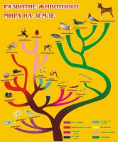 Стенд "Развитие животного мира на земле" - fgospostavki.ru - Калуга