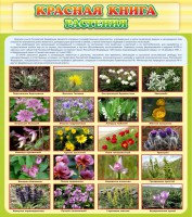 Стенд "Красная книга - растения" - fgospostavki.ru - Калуга