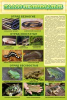 Стенд "Класс земноводные" - fgospostavki.ru - Калуга