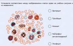 Интерактивные курсы. Биология 11 класс. Расширенный. - fgospostavki.ru - Калуга