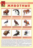 Комплект плакатов "Красная Книга России (животные, растения)" - fgospostavki.ru - Калуга