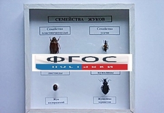 Коллекция "Семейство жуков" - fgospostavki.ru - Калуга
