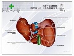 Стенд "Строение печени человека" - fgospostavki.ru - Калуга