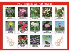 Таблица демонстрационная "Растения Красной книги" (винил 70*100) - fgospostavki.ru - Калуга