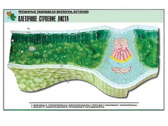 Рельефная таблица "Клеточное строение листа" (формат А1, матовое ламинирование) - fgospostavki.ru - Калуга