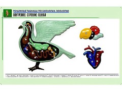 Рельефная таблица "Внутреннее строение голубя" (формат А1, матовое ламинирование) - fgospostavki.ru - Калуга