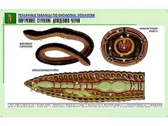 Рельефная таблица "Внутреннее строение дождевого червя" (формат А1, матовое ламинирование) - fgospostavki.ru - Калуга