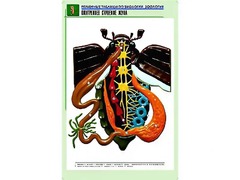 Рельефная таблица "Внутреннее строение жука" (формат А1, матовое ламинирование) - fgospostavki.ru - Калуга