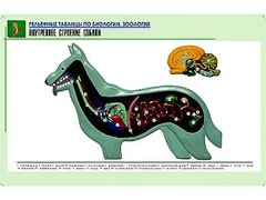 Рельефная таблица "Внутреннее строение собаки" (формат А1, матовое ламинирование) - fgospostavki.ru - Калуга