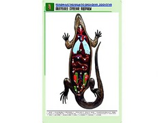 Рельефная таблица "Внутреннее строение ящерицы" (формат А1, матовое ламинирование) - fgospostavki.ru - Калуга