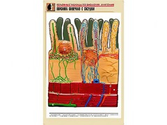 Рельефная таблица "Ворсинка кишечная с сосудом" (формат А1, матовое ламинирование) - fgospostavki.ru - Калуга