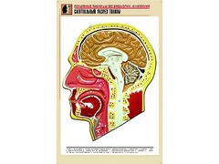 Рельефная таблица "Сагиттальный разрез головы" (формат А1, матовое ламинирование) - fgospostavki.ru - Калуга