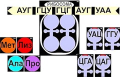 Модель-аппликация "Биосинтез белка" (ламинированная) - fgospostavki.ru - Калуга
