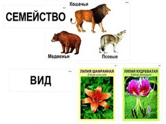 Модель-аппликация "Классификация растений и животных" (ламинированная) - fgospostavki.ru - Калуга