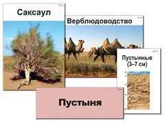 Модель-аппликация "Природные зоны России" (ламинированная) - fgospostavki.ru - Калуга