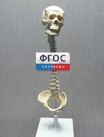 Модель "Позвоночник с черепом и тазом" - fgospostavki.ru - Калуга