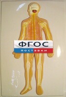 Модель барельефная "Нервная система человека" - fgospostavki.ru - Калуга