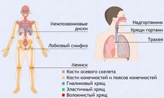 Интерактивные курсы. Биология 9 класс. Базовый. - fgospostavki.ru - Калуга