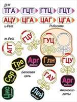 Модель-аппликация Биосинтез белка - fgospostavki.ru - Калуга