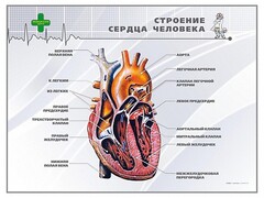 Стенд "Строение сердца человека" - fgospostavki.ru - Калуга