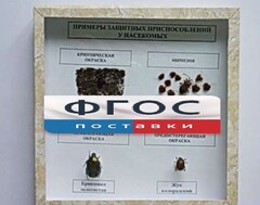 Коллекция энтомологическая "Примеры защитных приспособлений у насекомых" - fgospostavki.ru - Калуга
