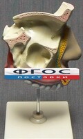 Модель "Разрез носоглотки" - fgospostavki.ru - Калуга