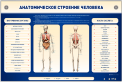 Электрифицированный стенд-тренажер c макетом скелета "Анатомическое строение человека" - fgospostavki.ru - Калуга