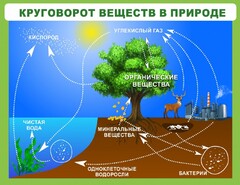 Стенд "Круговорот веществ" - fgospostavki.ru - Калуга