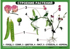Комплект таблиц "Ознакомление с окружающим миром 1-4 класс" - fgospostavki.ru - Калуга