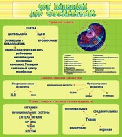 Стенд "От клетки до организма" - fgospostavki.ru - Калуга