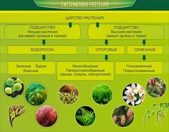 Стенд "Систематика растений" - fgospostavki.ru - Калуга